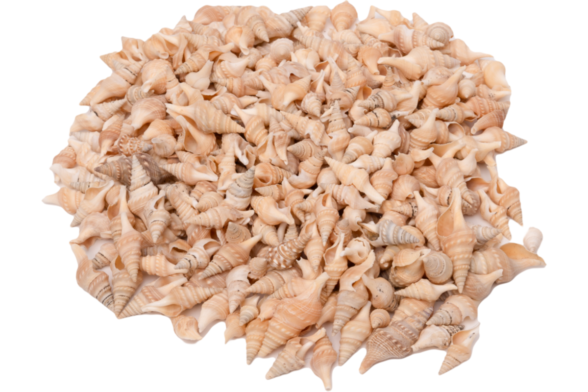 Zeeschelpen Turrid, 300 gram