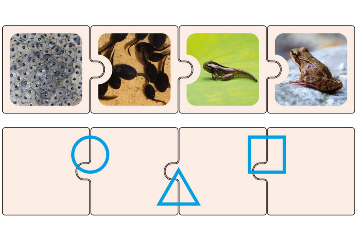 Puzzel levenscycli