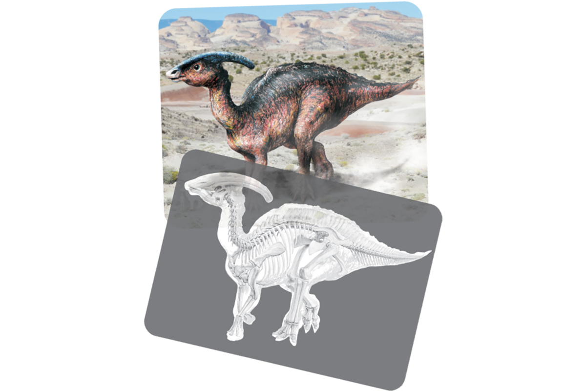 Ontdekkingskaarten Dino afbeeldingen en x-ray, 24 stuks