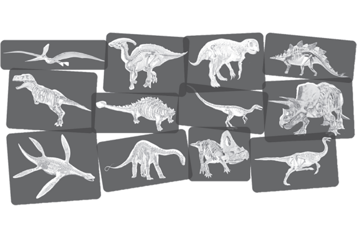 Ontdekkingskaarten Dino afbeeldingen en x-ray, 24 stuks