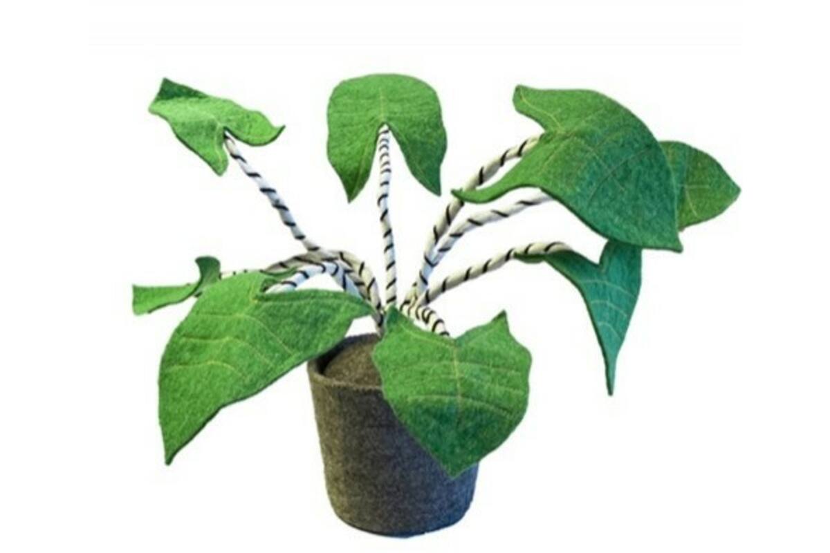 Plant van vilt, Zebrina