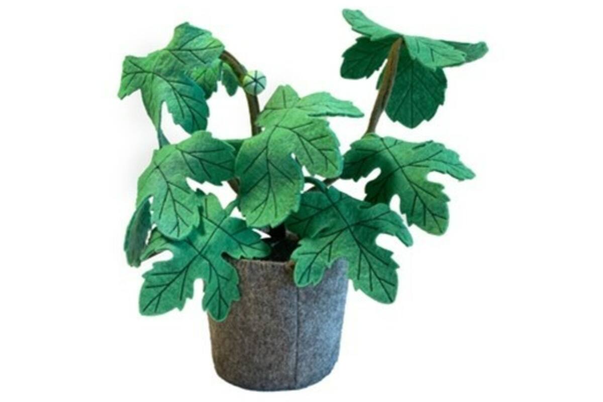 Plant van vilt, Carica