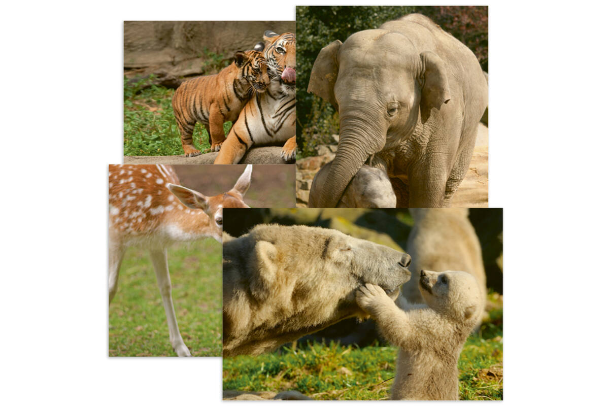 Miniposters 1047 knuffeldieren,  4 motieven, 20 stuks