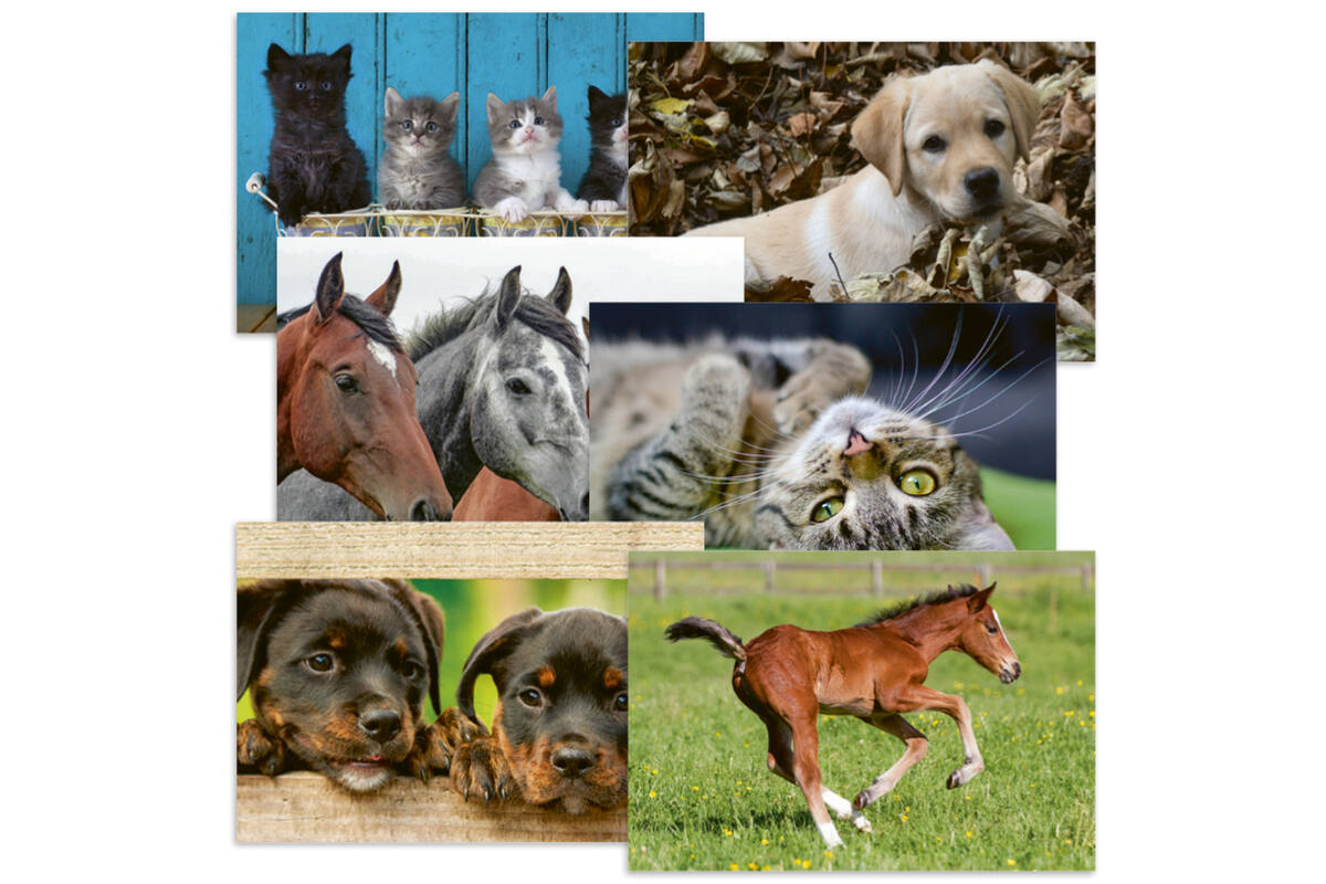 Beloningskaarten 4585 hond, paard en poes, 6 motieven, 96 stuks