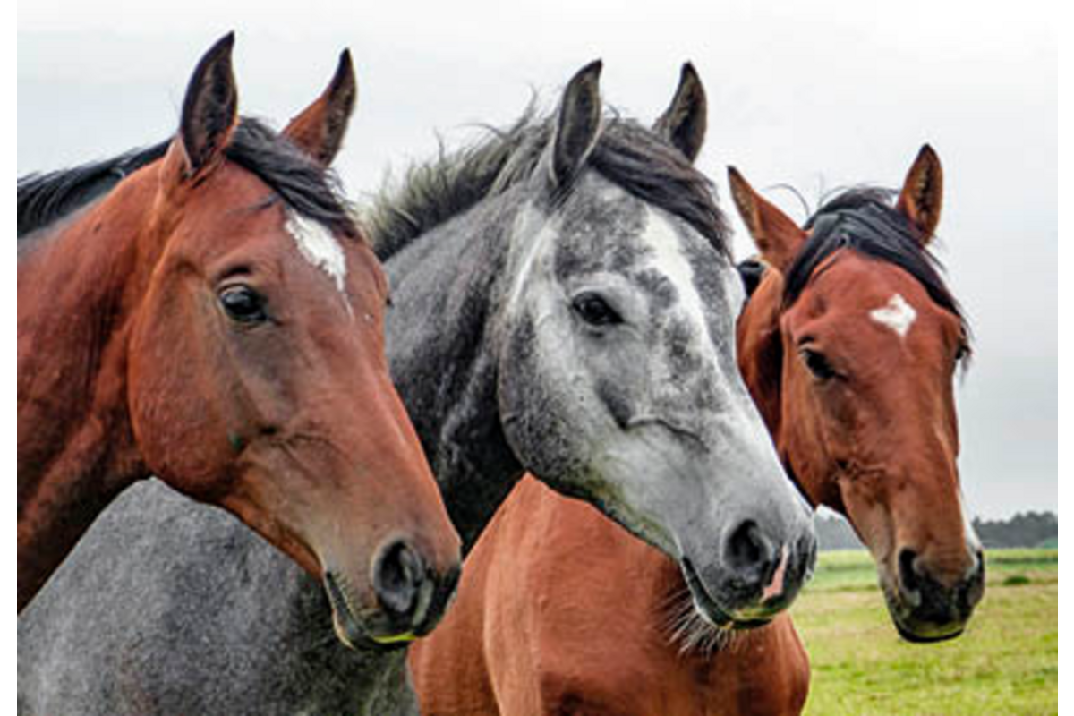 Beloningskaarten 4585 hond, paard en poes, 6 motieven, 96 stuks