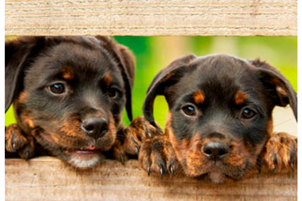 Beloningskaarten 4585 hond, paard en poes, 6 motieven, 96 stuks