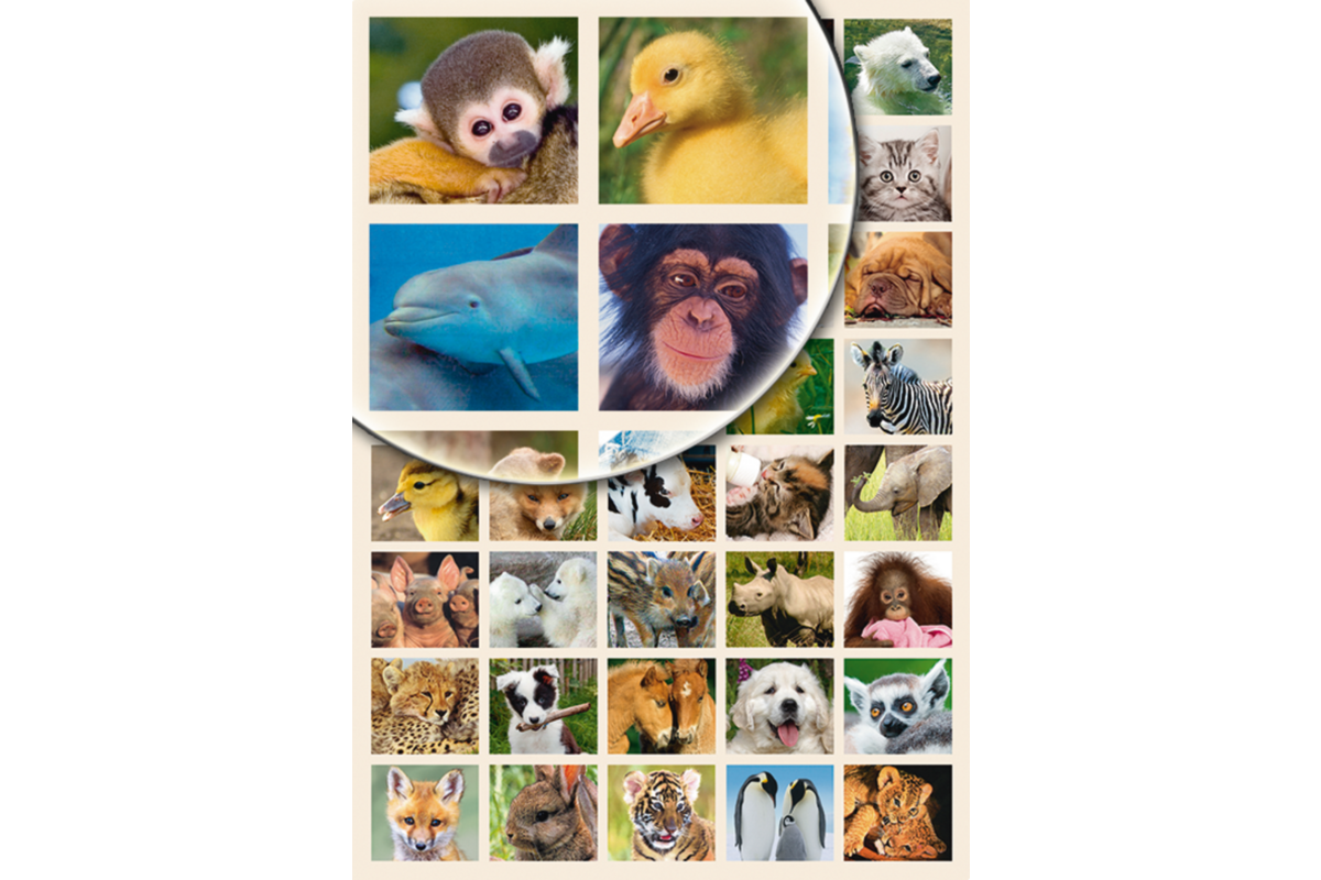 Beloningsstickers Baby Dieren 344, 40 motieven, 800 stuks