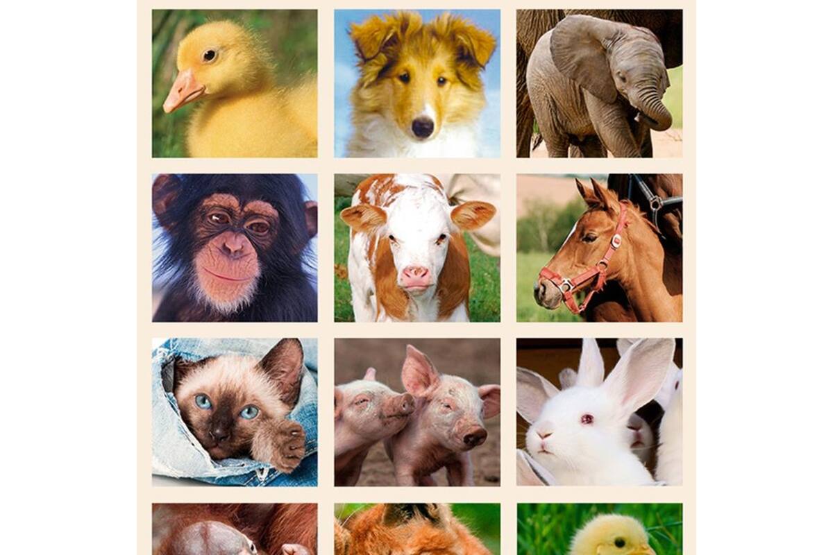 Beloningsstickers Baby Dieren 344, 40 motieven, 800 stuks