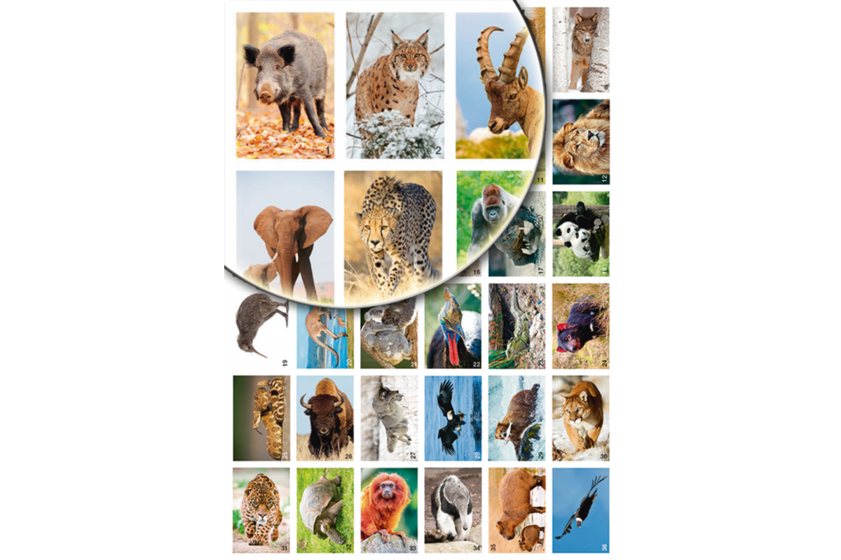 Beloningsstickers Werelddieren 346 36 motieven, 720 stuks