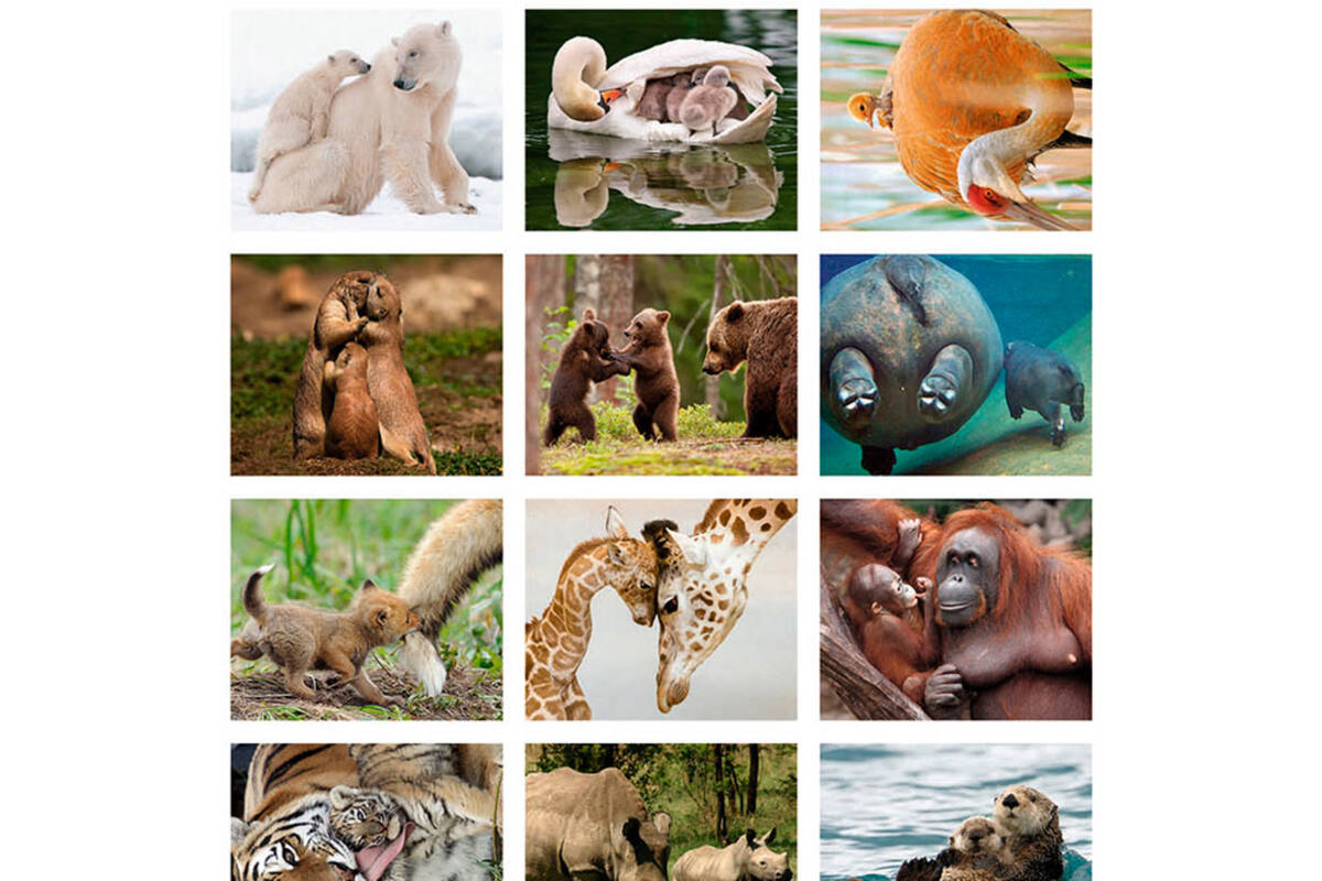 Beloningsstickers Dieren met jong 386, 30 motieven, 600 stuks