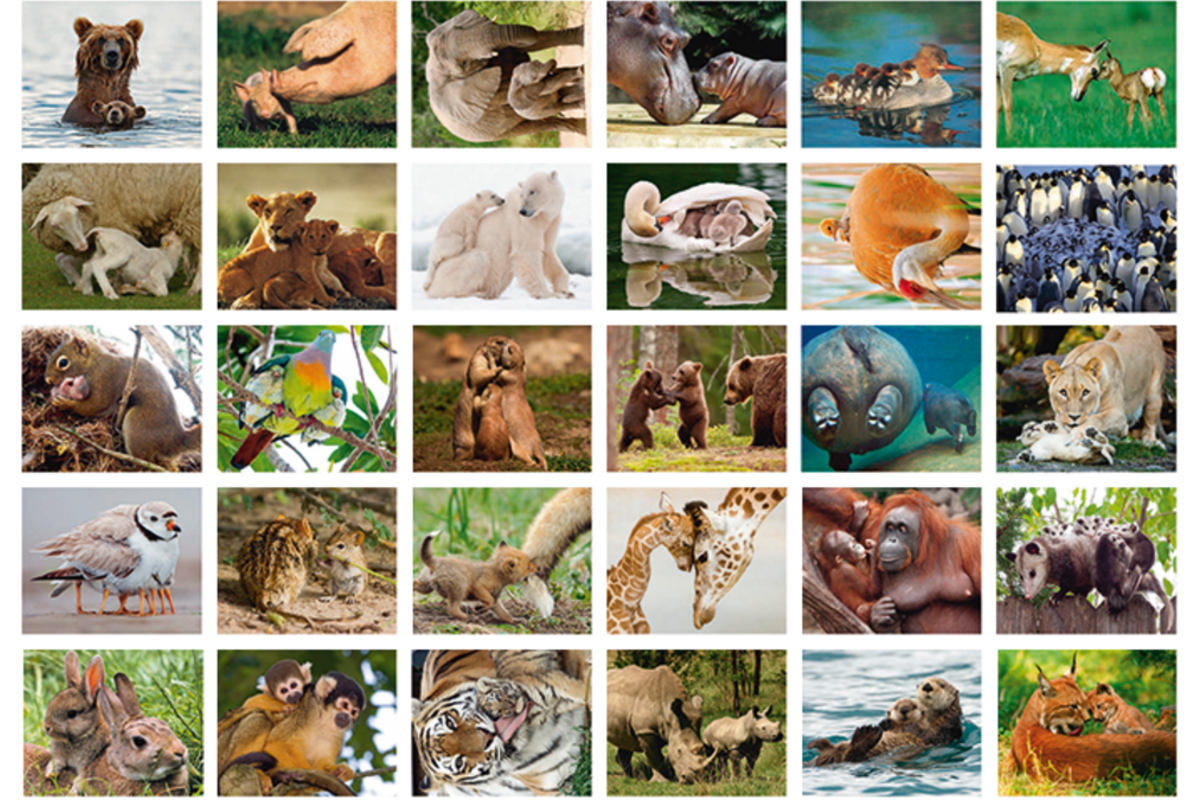 Beloningsstickers Dieren met jong 386, 30 motieven, 600 stuks