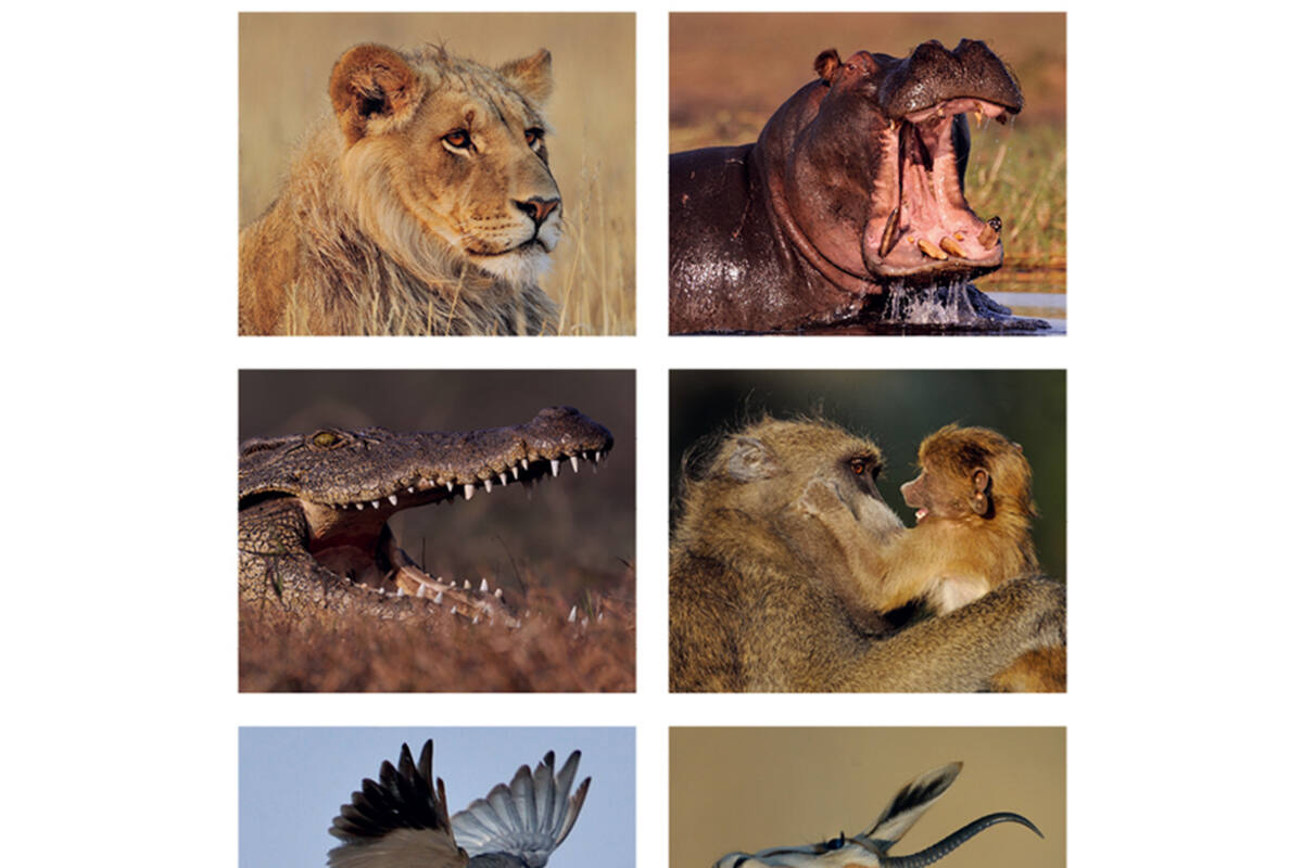 Beloningsstickers 118 Zuid Afrika 30 motieven, 600 stickers