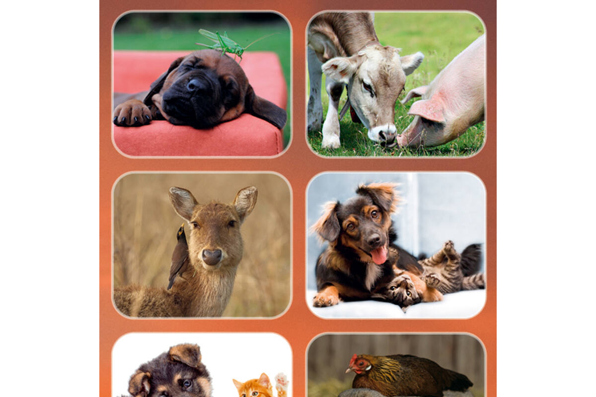Beloningsstickers 126 Dierenduo's  Zuid Afrika 30 motieven, 600 stickers