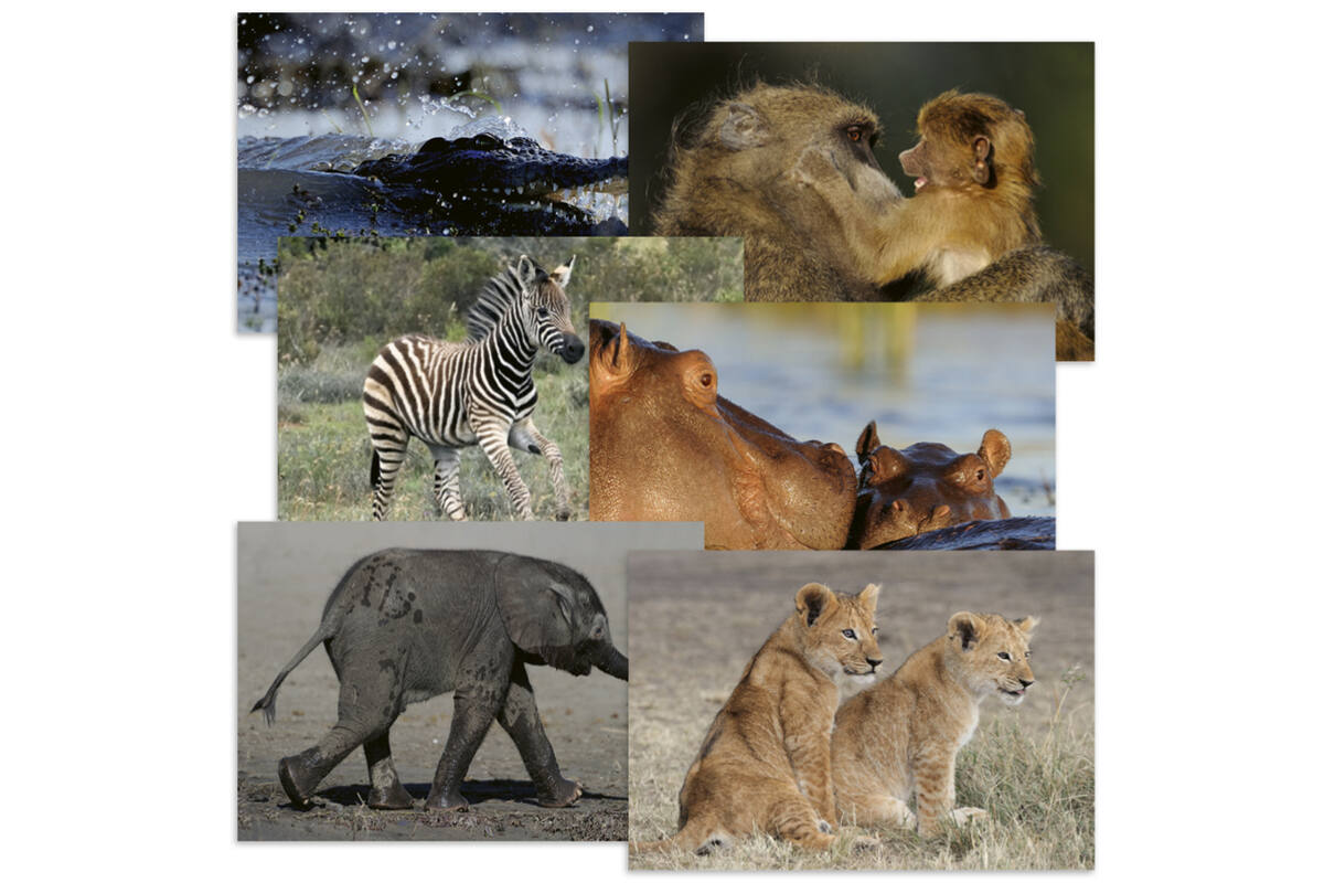 Beloningskaarten 4620 Zuid Afrika 6 motieven, 96 kaarten