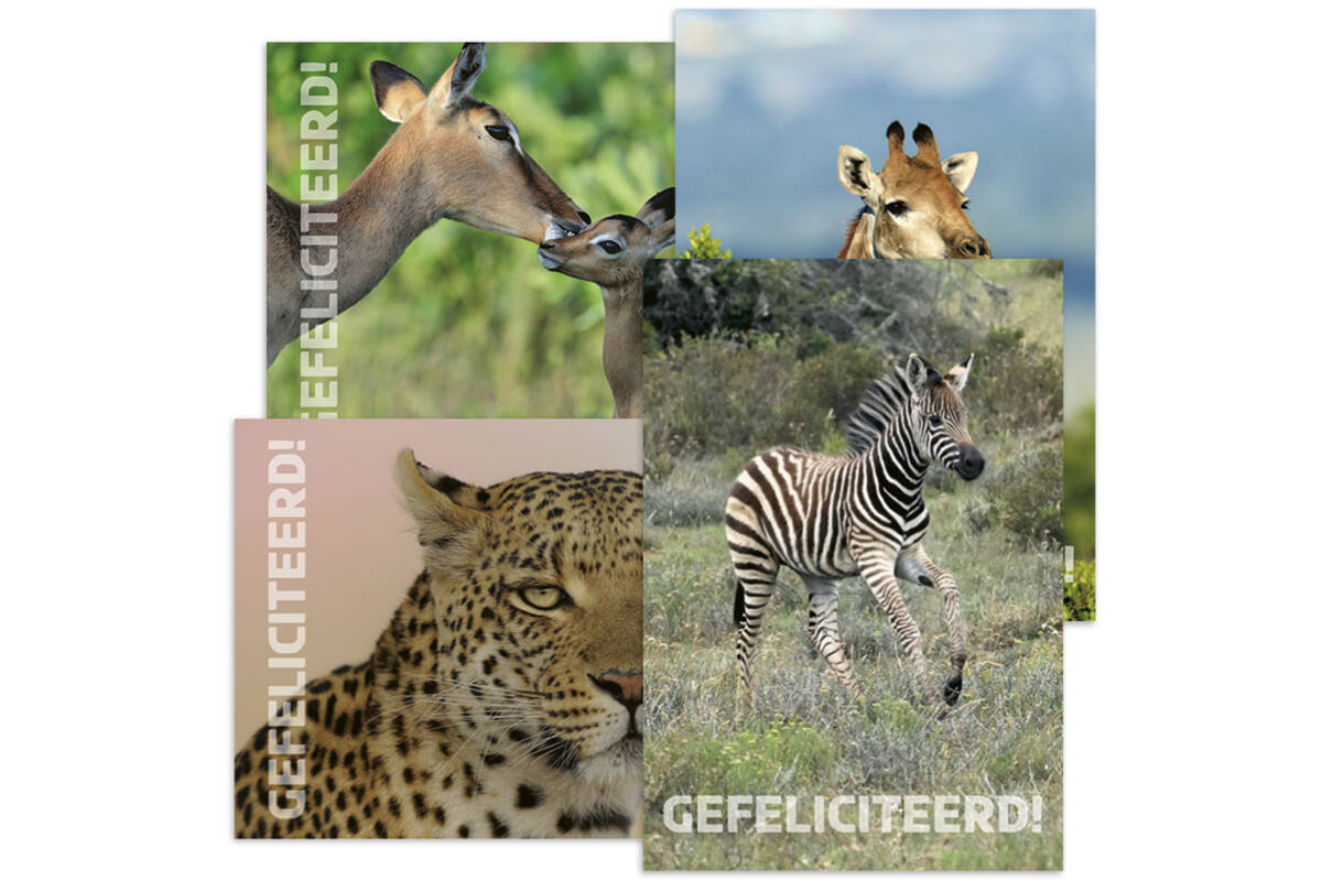 Miniposters 1095 Zuid Afrika 4 motieven, 20 kaarten