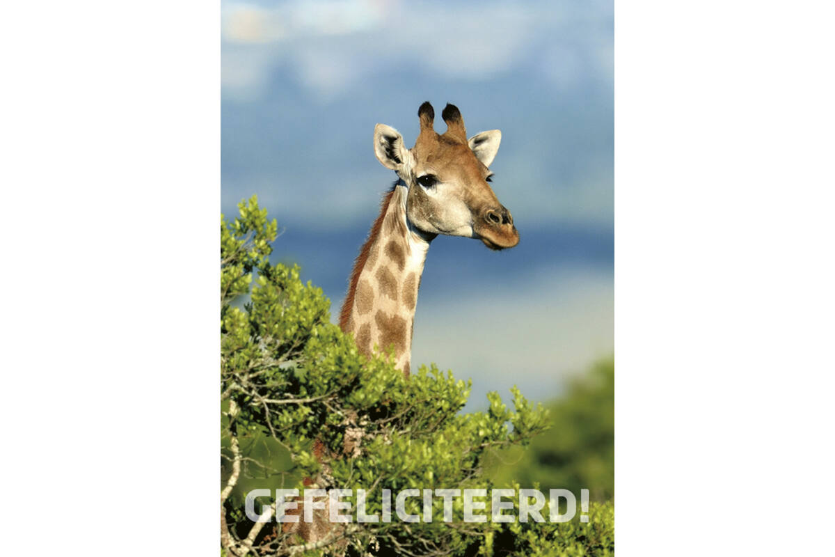 Miniposters 1095 Zuid Afrika 4 motieven, 20 kaarten