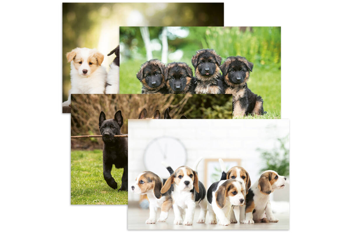 Miniposters 1096 Puppies 4 motieven, 20 kaarten