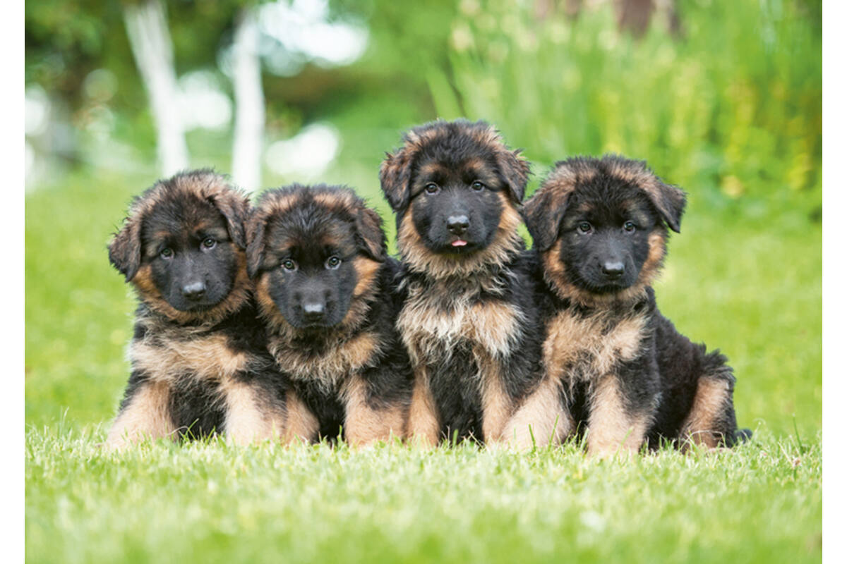 Miniposters 1096 Puppies 4 motieven, 20 kaarten