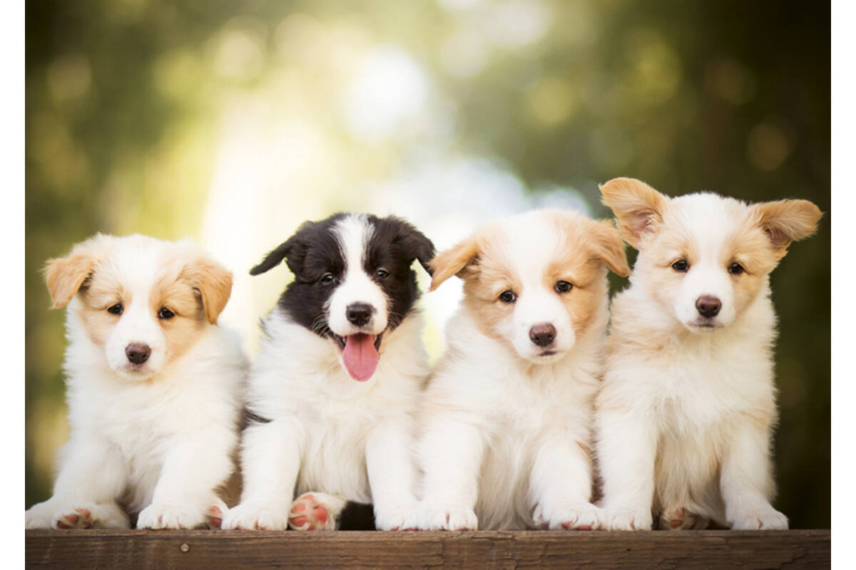 Miniposters 1096 Puppies 4 motieven, 20 kaarten