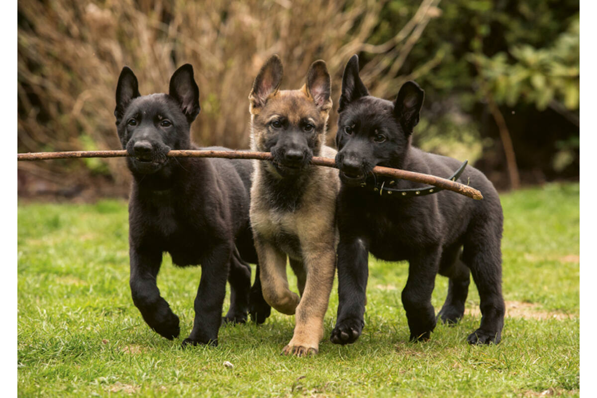 Miniposters 1096 Puppies 4 motieven, 20 kaarten