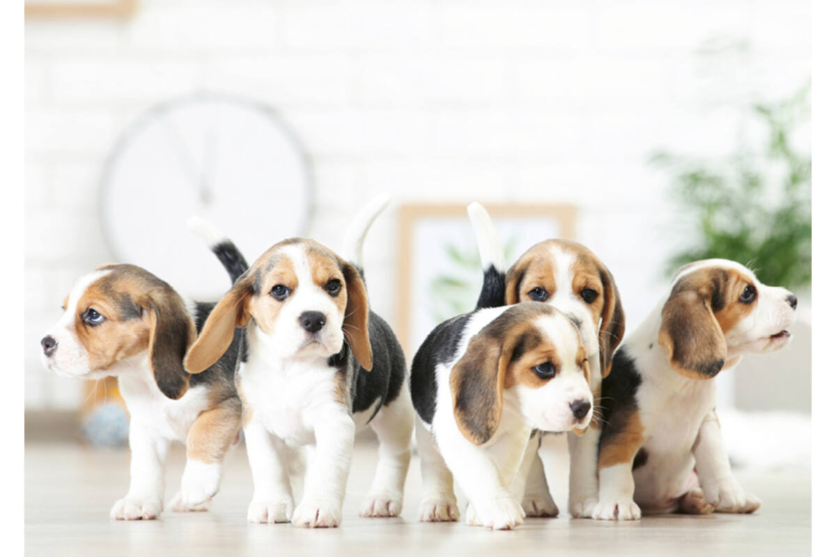 Miniposters 1096 Puppies 4 motieven, 20 kaarten