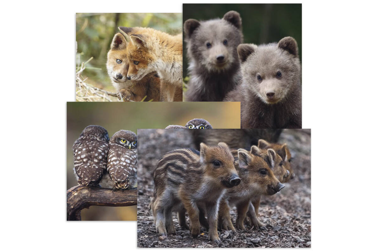 Miniposters Jongen bosdieren 1098 4 motieven, 20 stuks