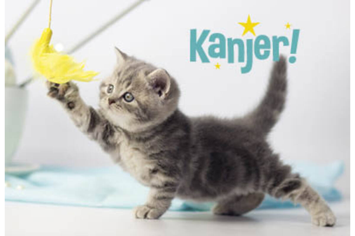 Beloningskaarten spelende poezen kanjer 4626 4 motieven, 96 kaarten