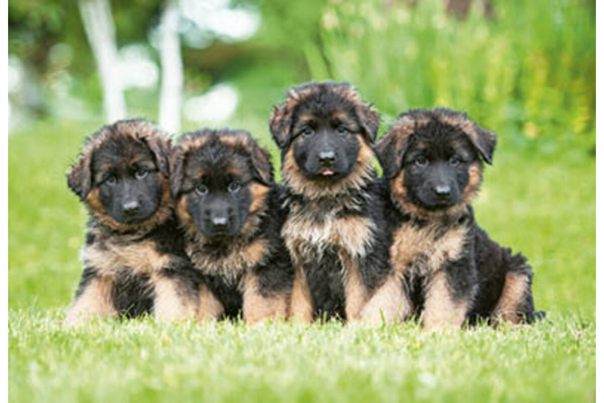 Beloningskaarten puppy's 4627 4 motieven, 96 kaarten