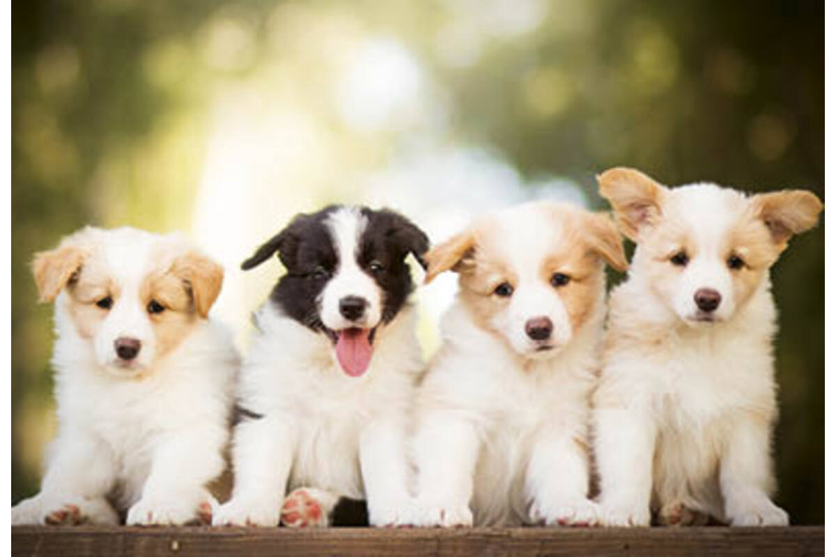 Beloningskaarten puppy's 4627 4 motieven, 96 kaarten