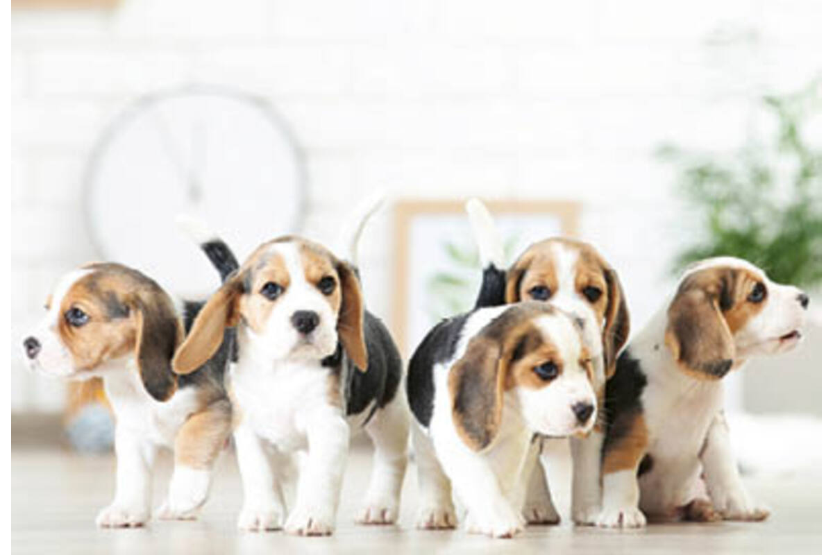 Beloningskaarten puppy's 4627 4 motieven, 96 kaarten