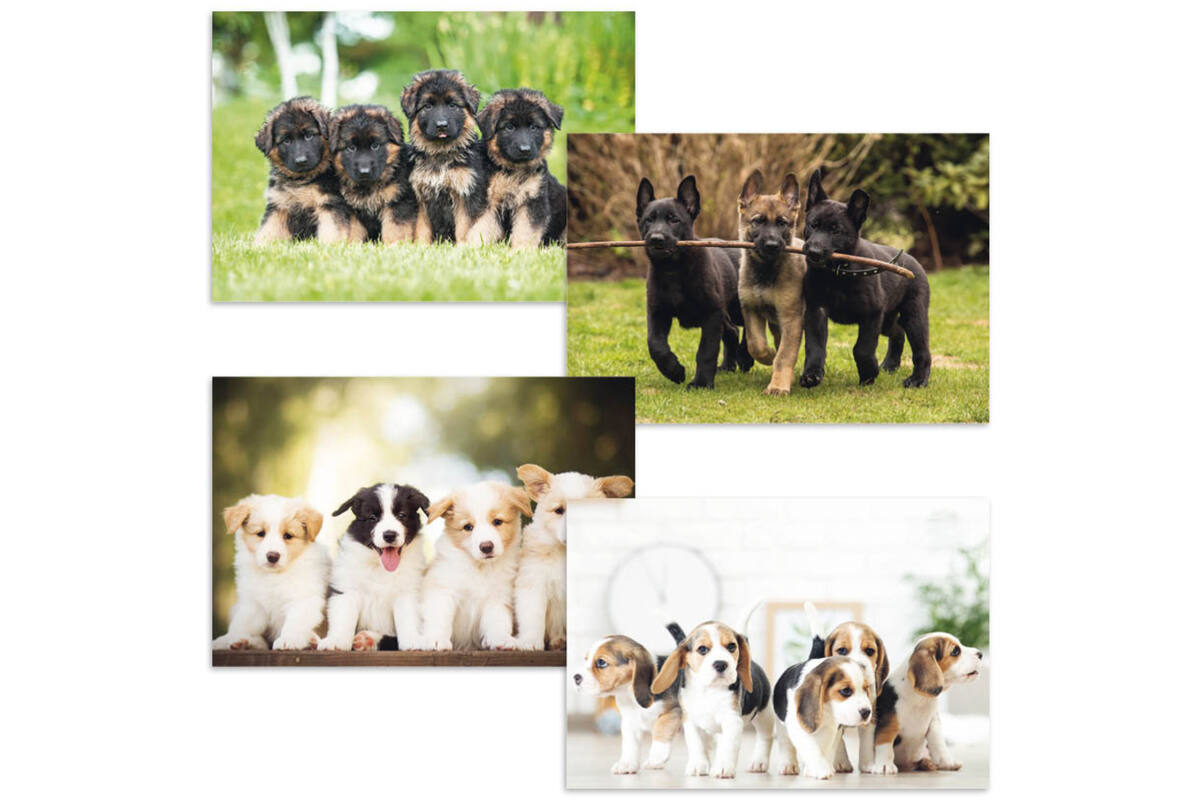 Beloningskaarten puppy's 4627 4 motieven, 96 kaarten