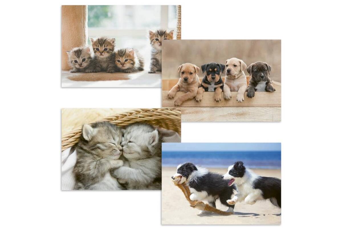 Beloningskaarten 4595 Puppy's en Kittens, 4 motieven, 96 stuks