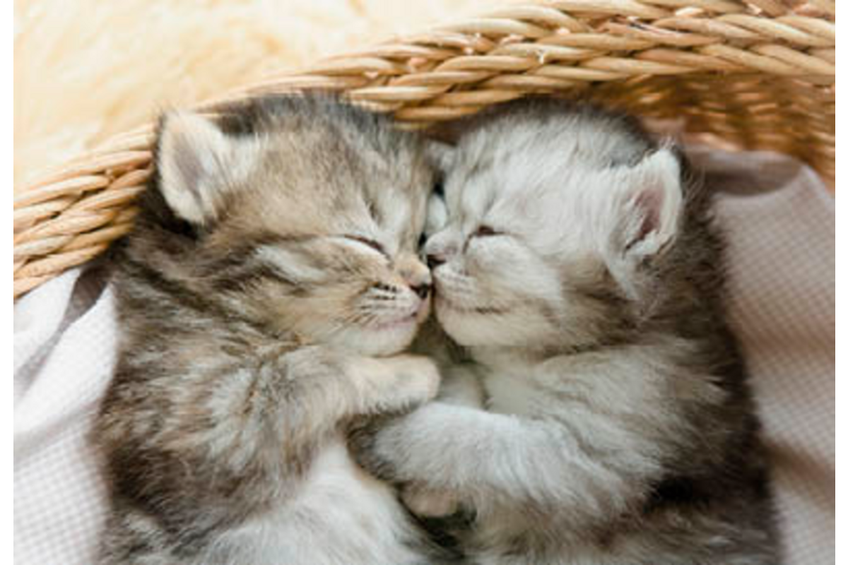 Beloningskaarten 4595 Puppy's en Kittens, 4 motieven, 96 stuks