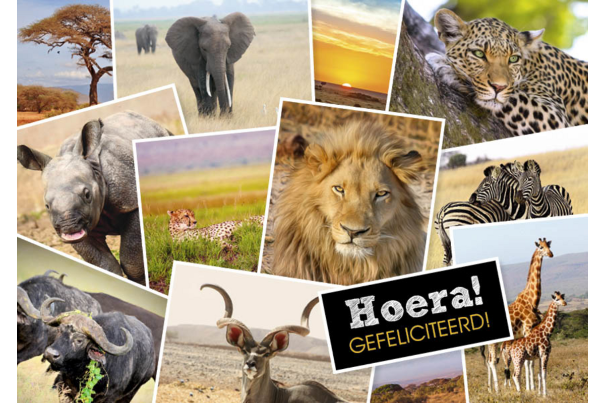 Miniposters 1071 Dieren in Kaders, 4 motieven, 20 stuks