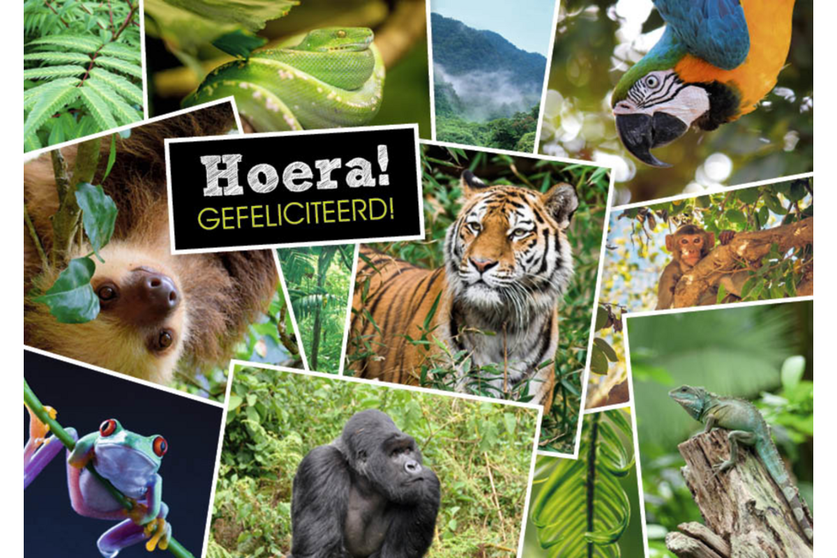 Miniposters 1071 Dieren in Kaders, 4 motieven, 20 stuks