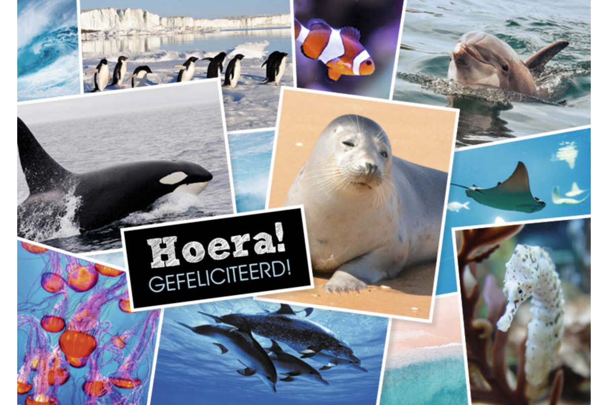 Miniposters 1071 Dieren in Kaders, 4 motieven, 20 stuks