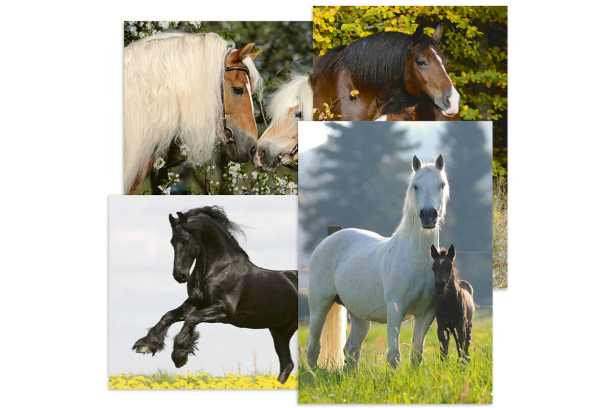 Miniposters Paarden 820 4 motieven, 20 stuks