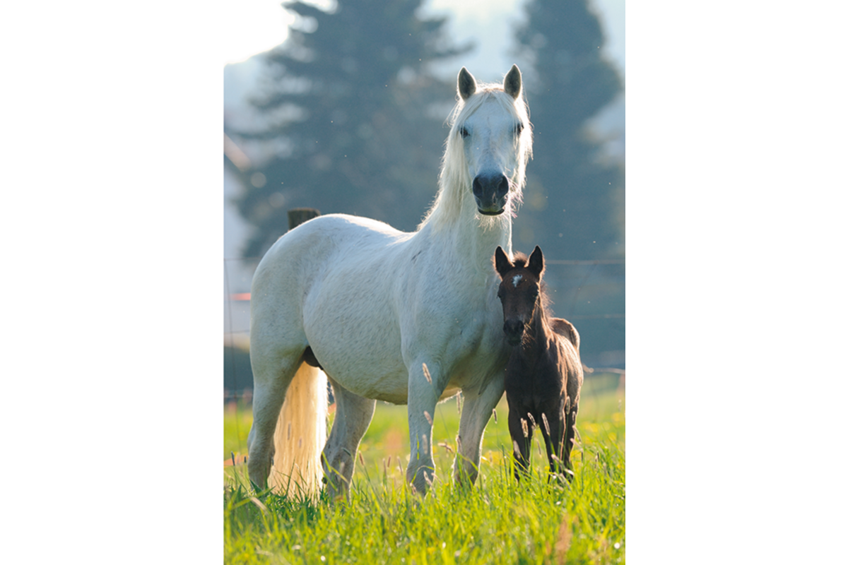 Miniposters Paarden 820 4 motieven, 20 stuks