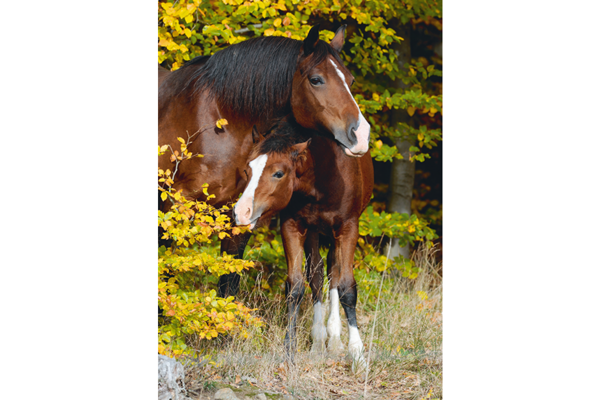 Miniposters Paarden 820 4 motieven, 20 stuks