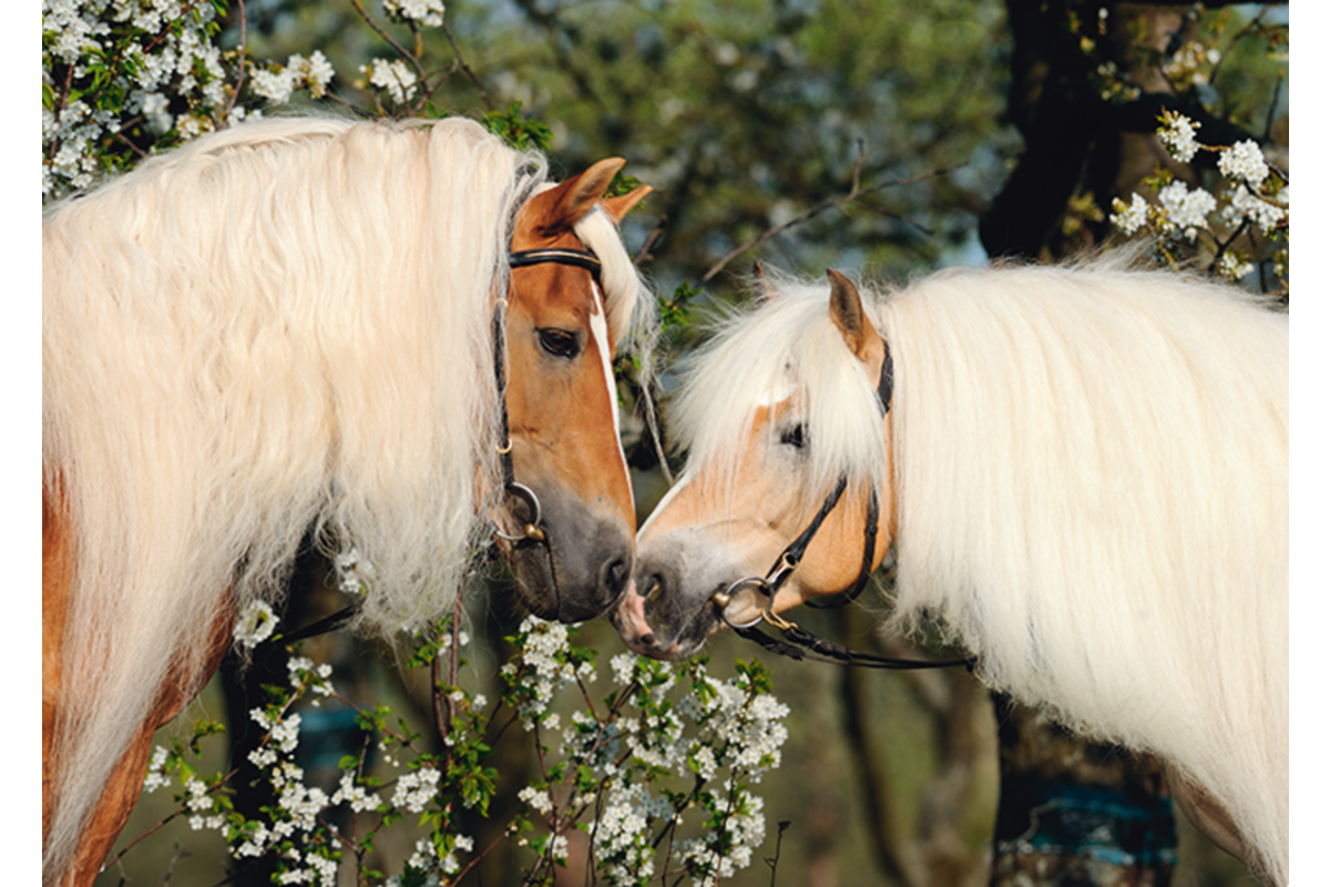 Miniposters Paarden 820 4 motieven, 20 stuks