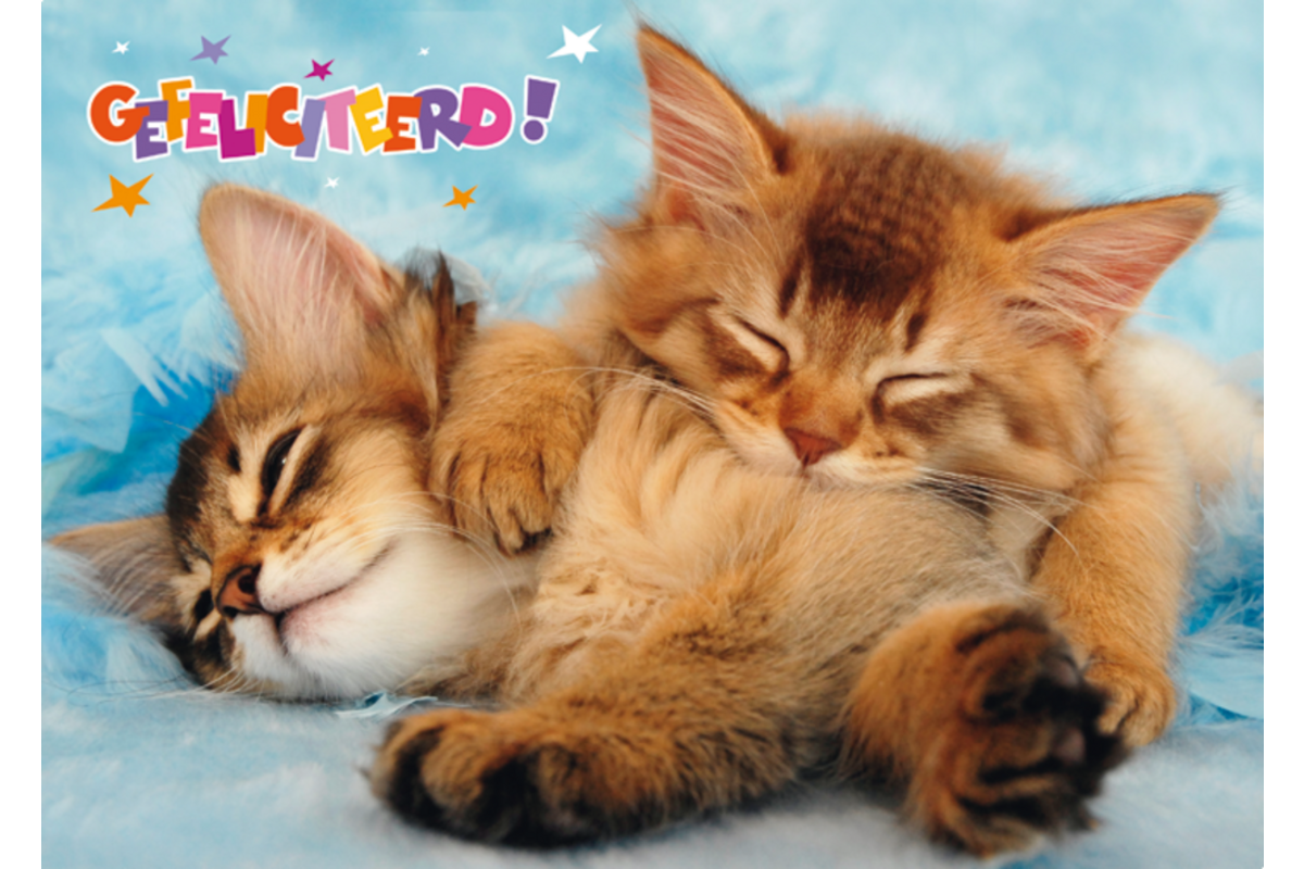 Miniposters Dieren gefelciteerd 994 4 motieven, 20 stuks