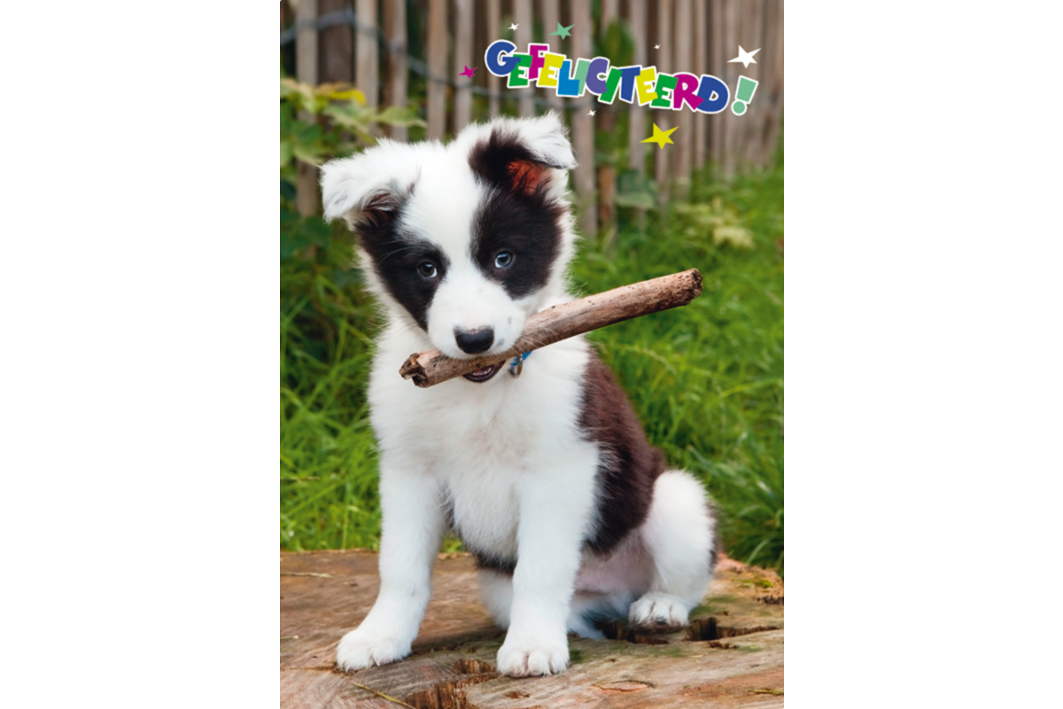 Miniposters Dieren gefelciteerd 994 4 motieven, 20 stuks