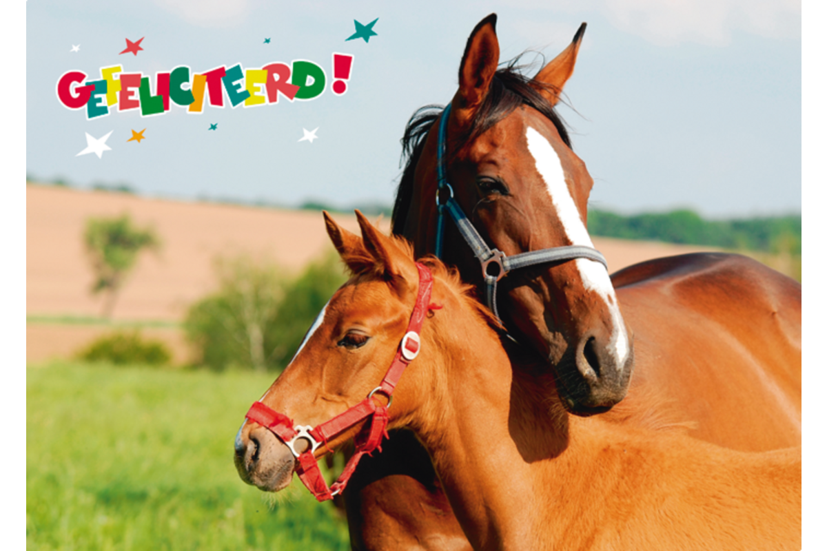 Miniposters Dieren gefelciteerd 994 4 motieven, 20 stuks