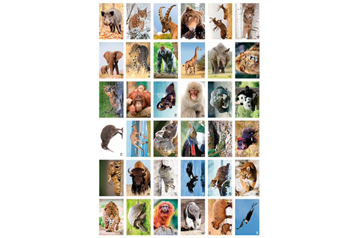Krasstickers Werelddieren 646 36 motieven, 540 stuks