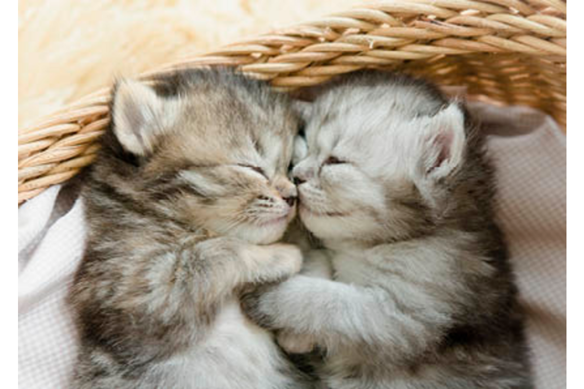 Ansichtkaarten Puppy's en Kittens 5751, 4 motieven, 48 stuks