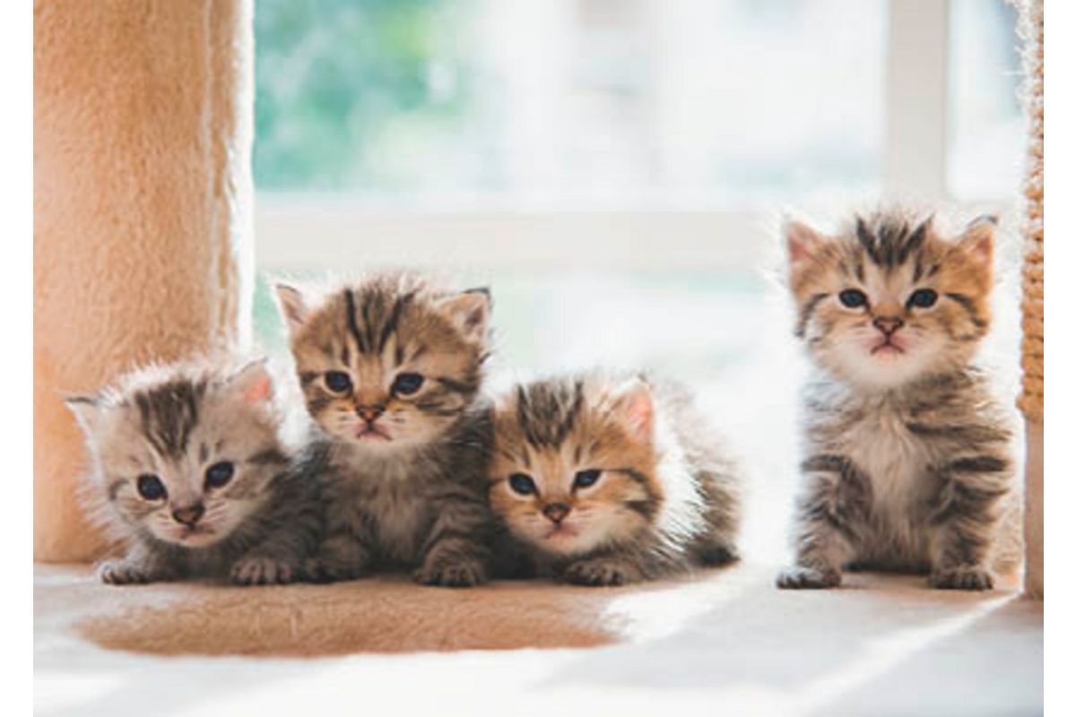 Ansichtkaarten Puppy's en Kittens 5751, 4 motieven, 48 stuks