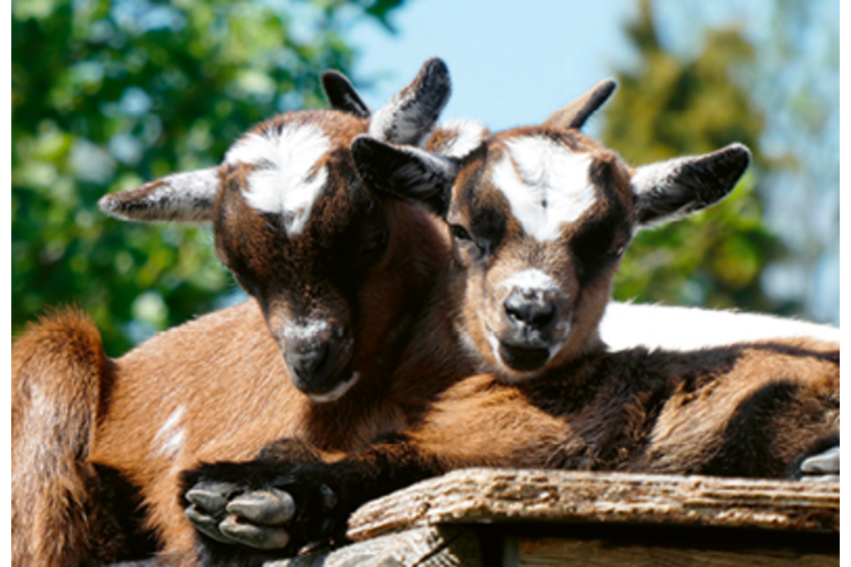 Beloningskaarten Kinderboerderij 4607 6 motieven, 96 stuks