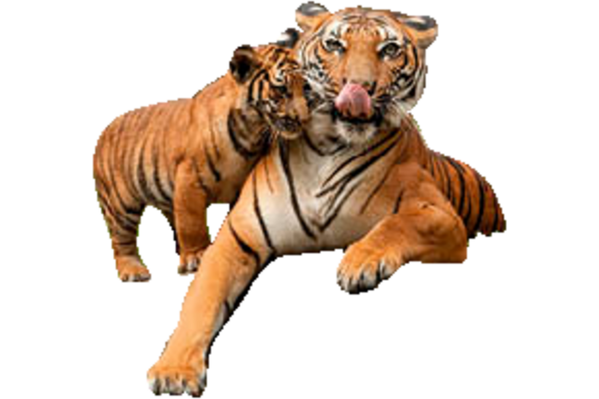 Beloningskaarten 4576 dieren met jong, 6 motieven, 96 stuks