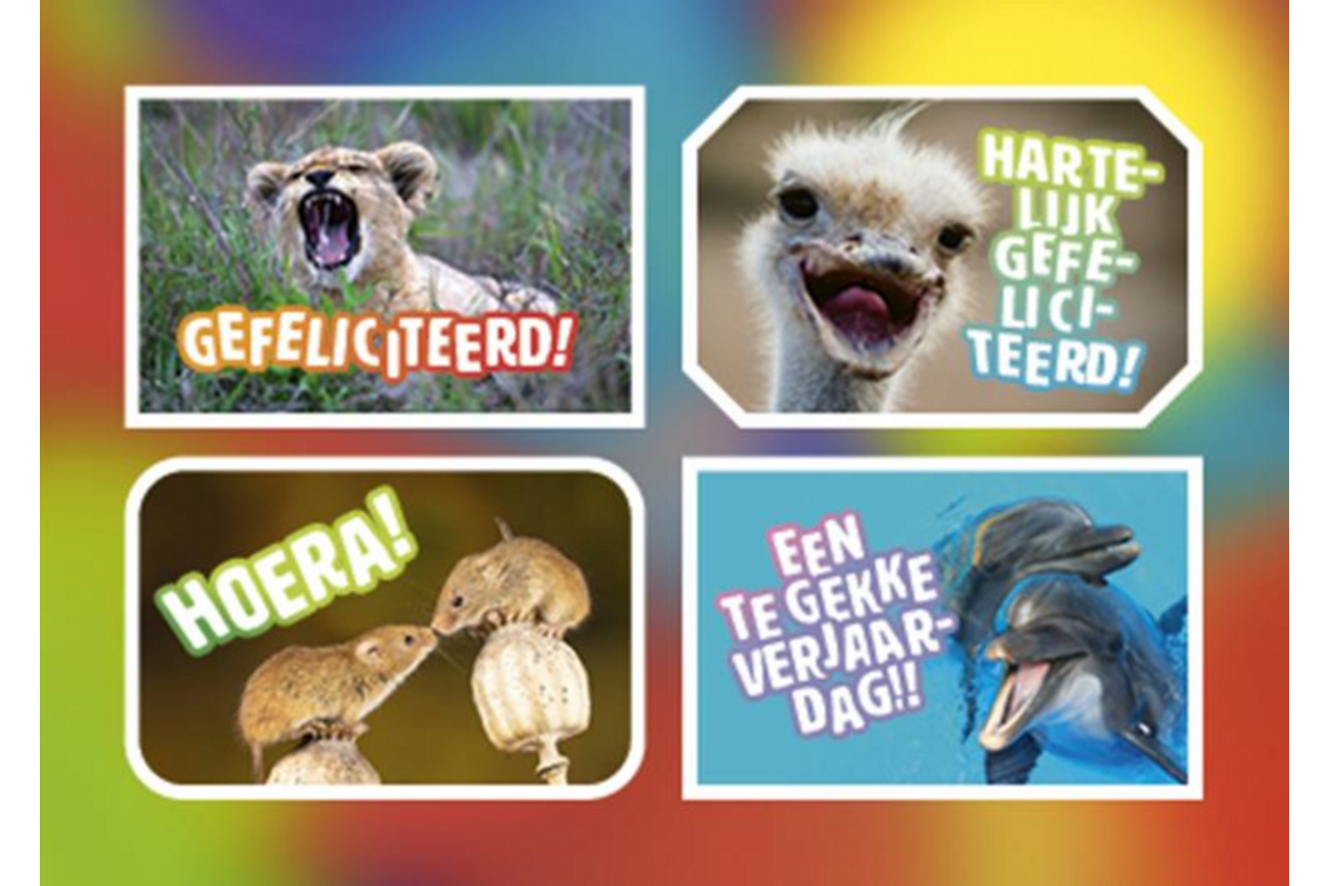 Ansichtkaarten 5760 Felicitatiedieren 4 motieven, 48 kaarten