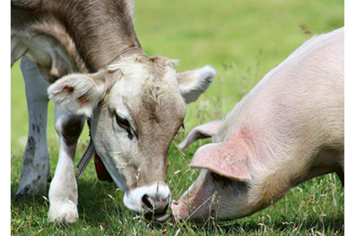 Ansichtkaarten 5763 Boerderijduo's 4 motieven, 48 kaarten